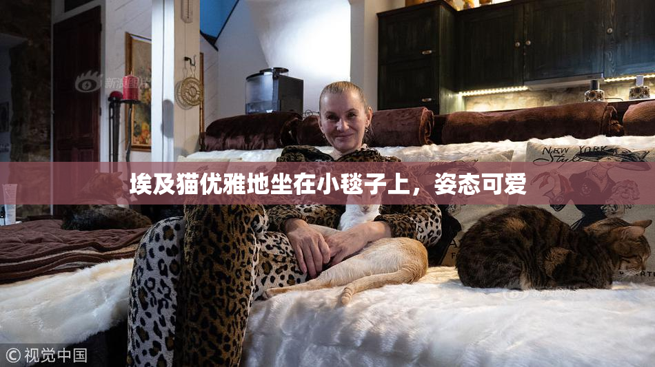 埃及猫优雅地坐在小毯子上，姿态可爱