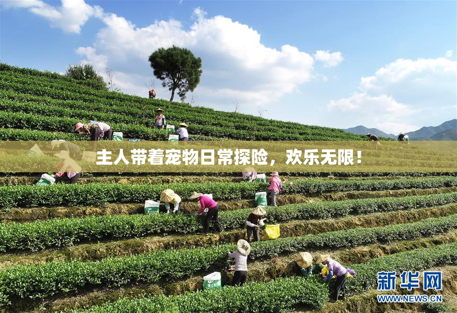 主人带着宠物日常探险，欢乐无限！