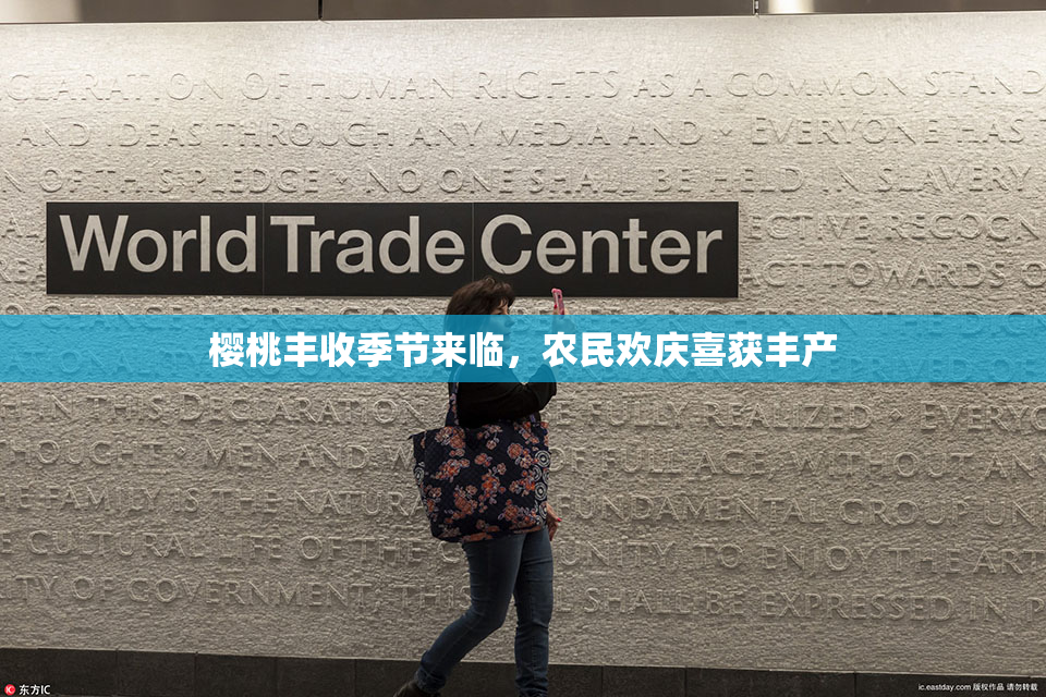 樱桃丰收季节来临，农民欢庆喜获丰产