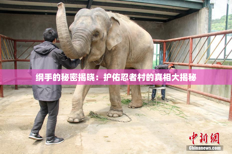 纲手的秘密揭晓：护佑忍者村的真相大揭秘