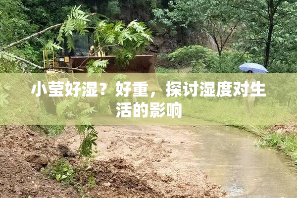 小莹好湿？好重，探讨湿度对生活的影响
