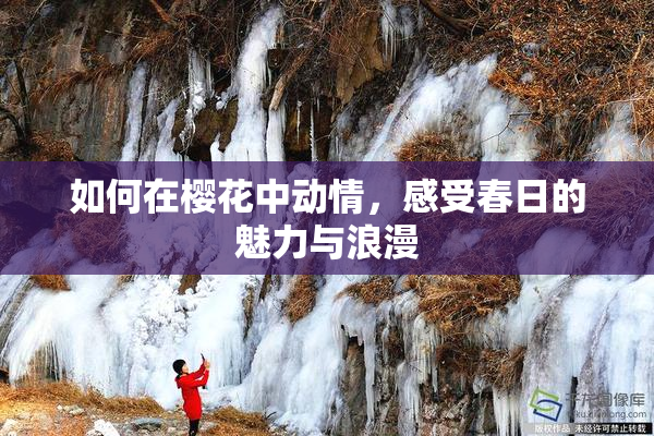 如何在樱花中动情，感受春日的魅力与浪漫