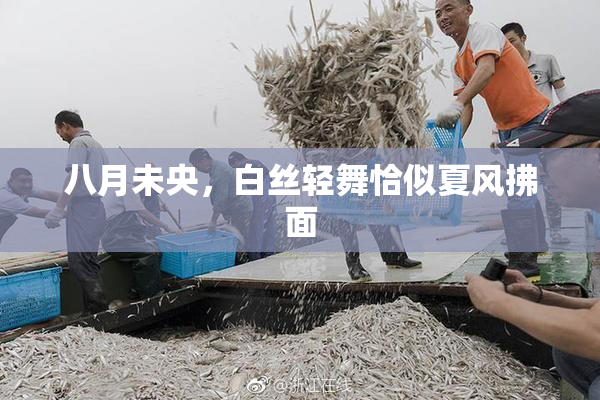 八月未央，白丝轻舞恰似夏风拂面