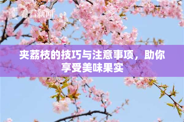 夹荔枝的技巧与注意事项，助你享受美味果实