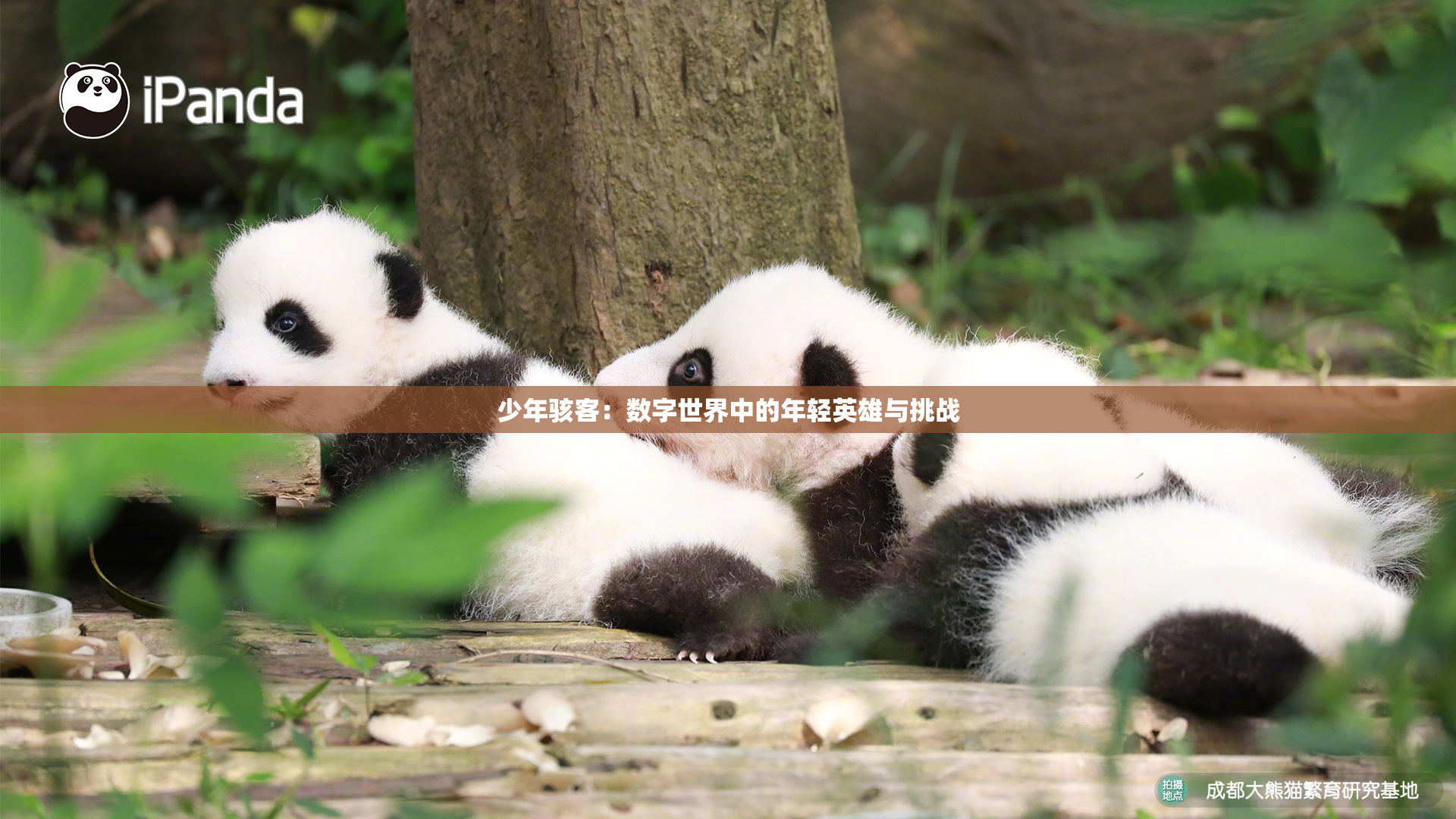 少年骇客：数字世界中的年轻英雄与挑战