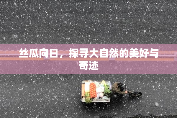 丝瓜向日，探寻大自然的美好与奇迹