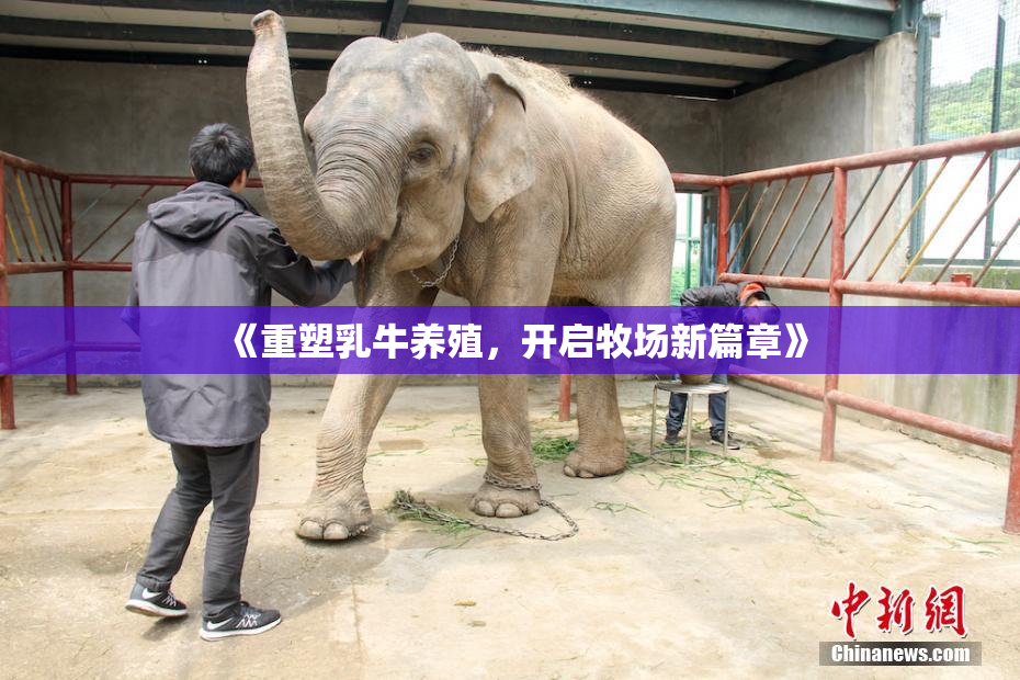 《重塑乳牛养殖，开启牧场新篇章》