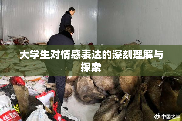 大学生对情感表达的深刻理解与探索
