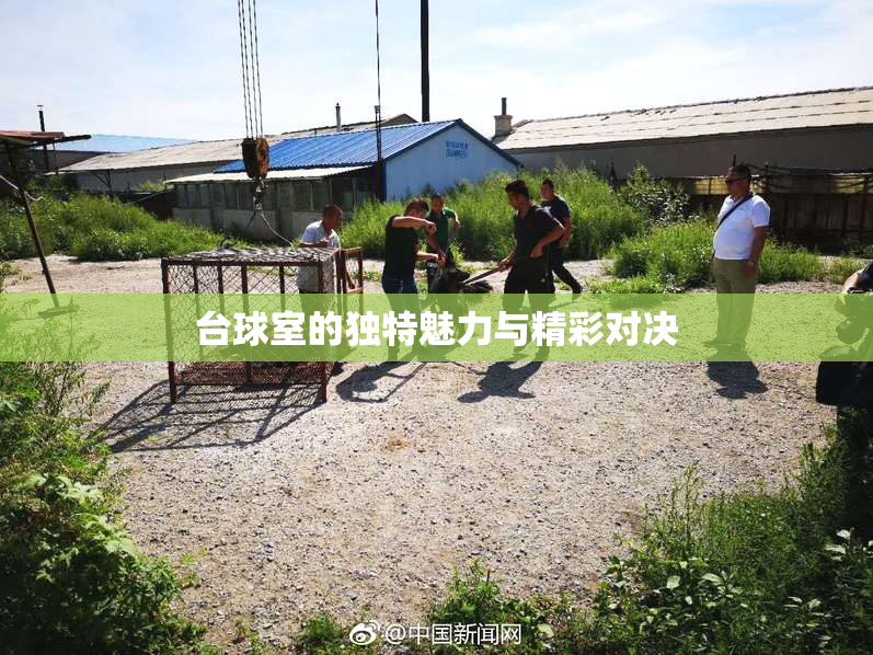 台球室的独特魅力与精彩对决
