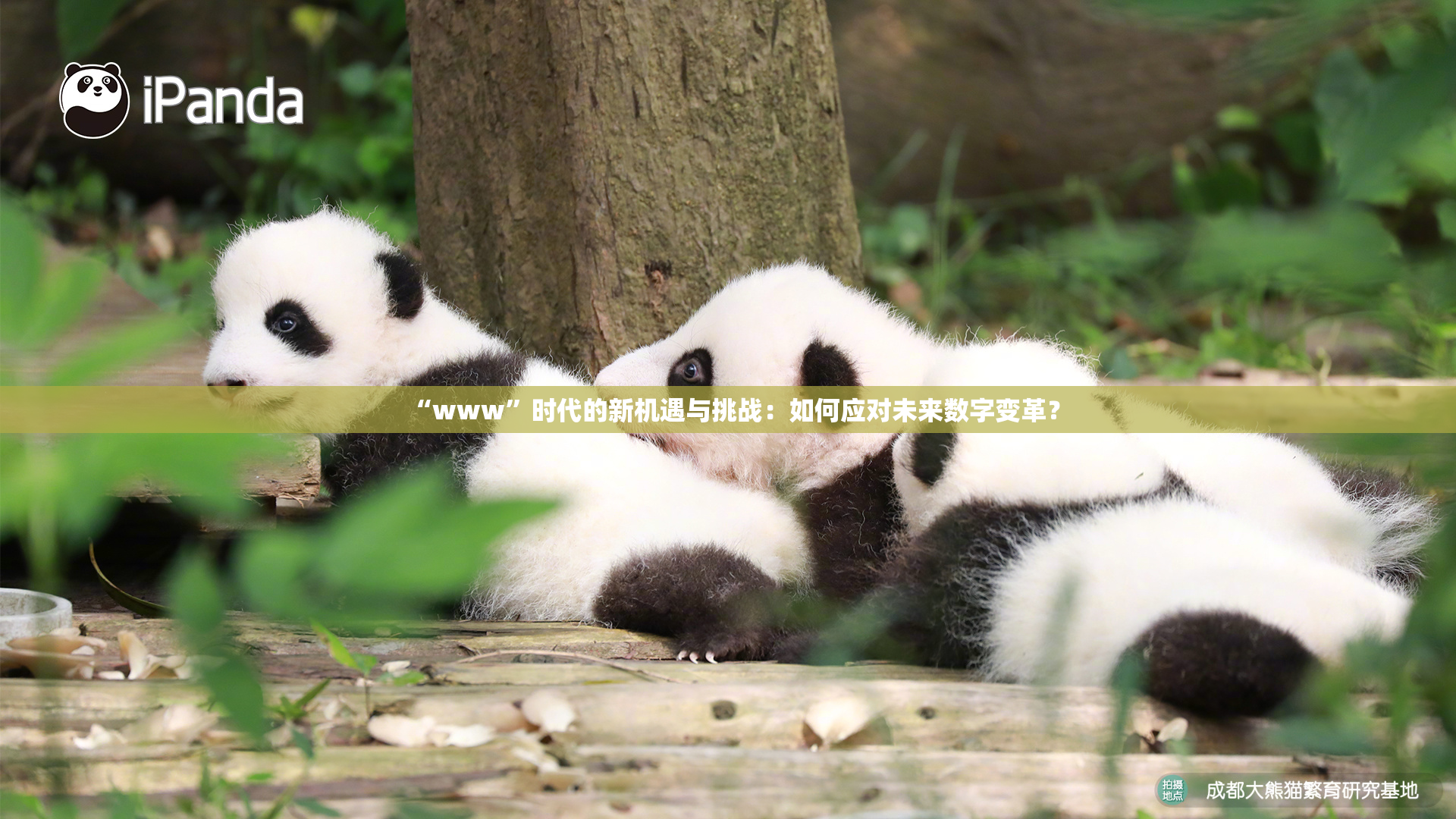 “www”时代的新机遇与挑战：如何应对未来数字变革？