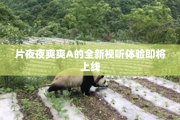 片夜夜爽爽A的全新视听体验即将上线