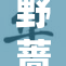野蔷薇的独特魅力，邀你共赏自然之美