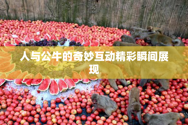 人与公牛的奇妙互动精彩瞬间展现