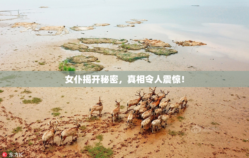 女仆揭开秘密，真相令人震惊！