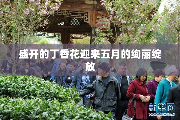 盛开的丁香花迎来五月的绚丽绽放