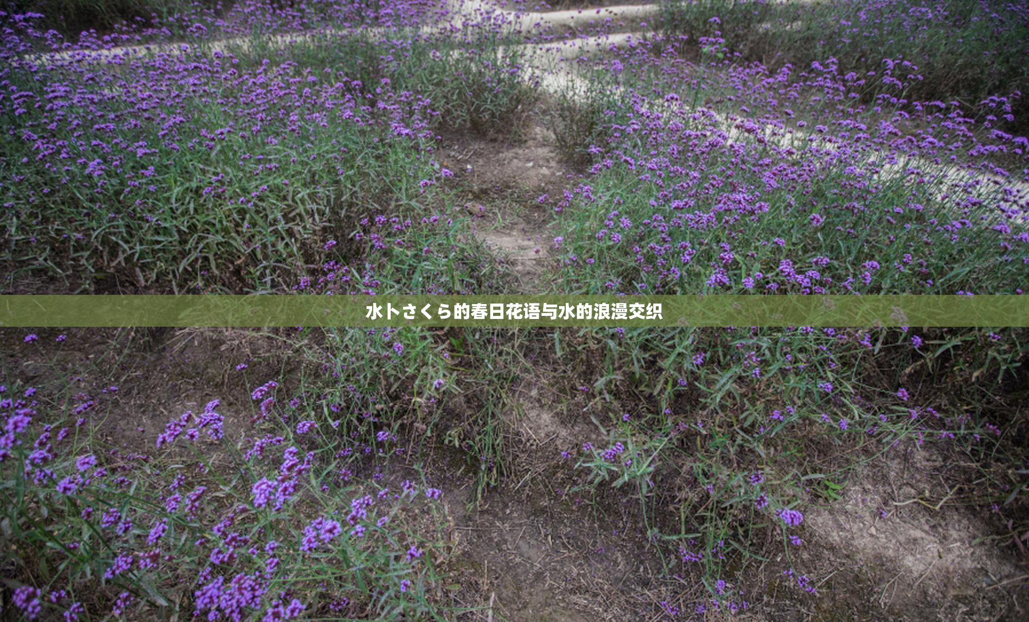水卜さくら的春日花语与水的浪漫交织