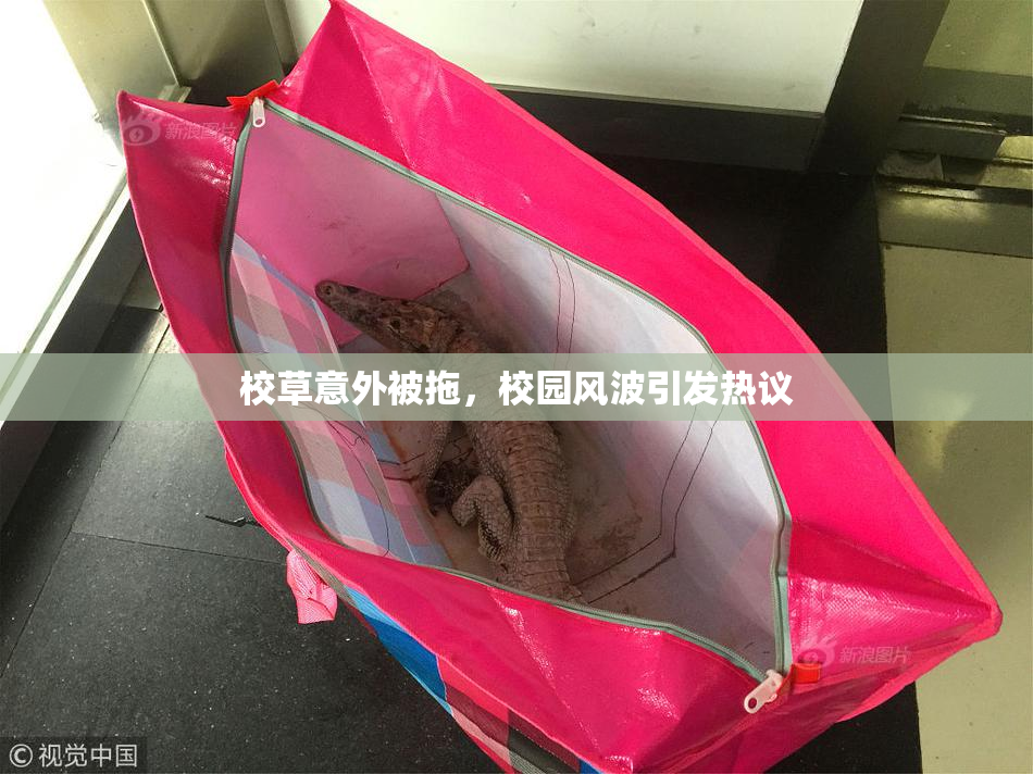 校草意外被拖，校园风波引发热议