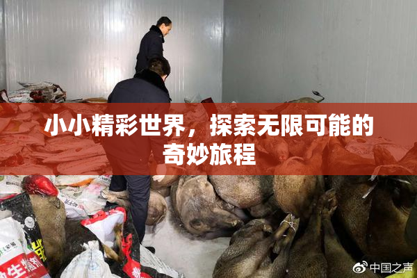 小小精彩世界，探索无限可能的奇妙旅程