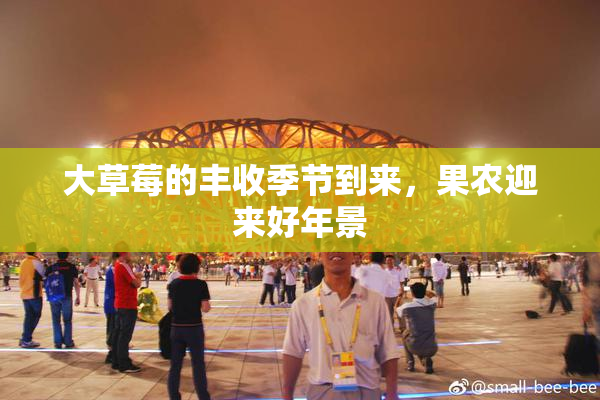 大草莓的丰收季节到来，果农迎来好年景