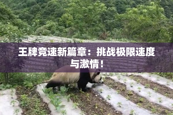 王牌竞速新篇章：挑战极限速度与激情！