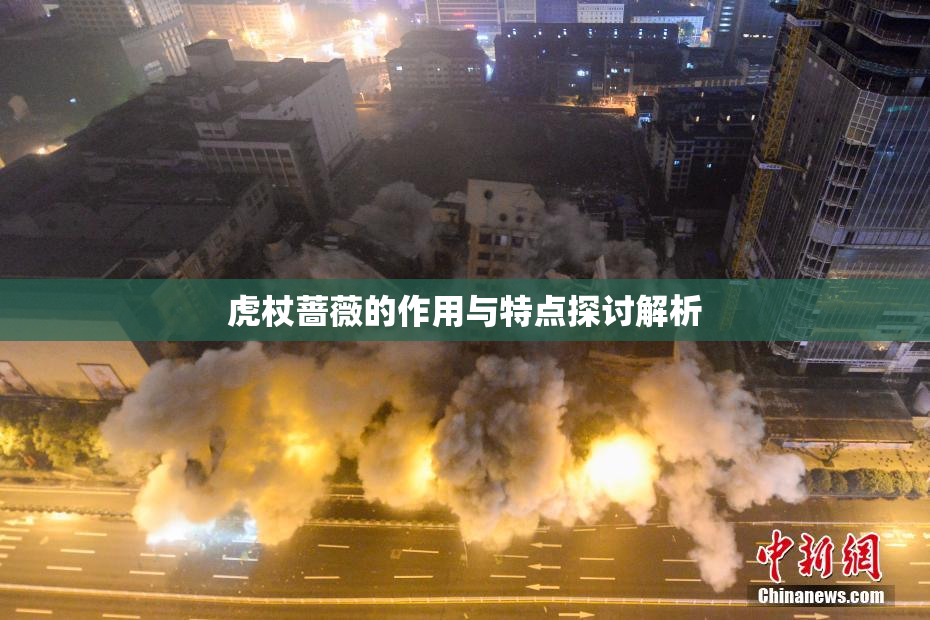 虎杖蔷薇的作用与特点探讨解析