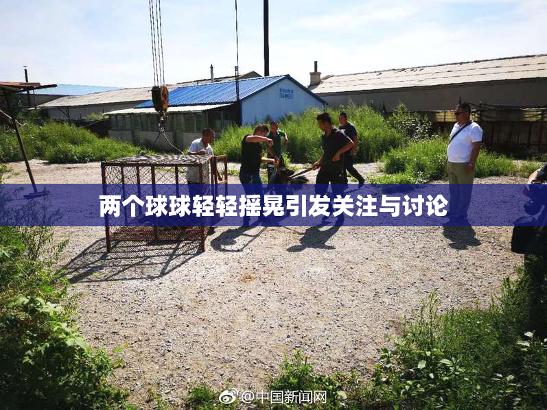 两个球球轻轻摇晃引发关注与讨论