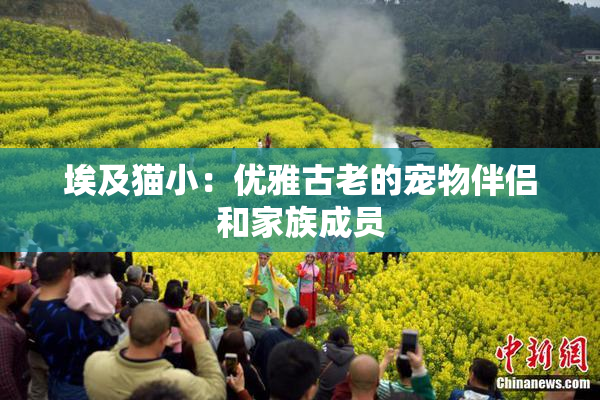 埃及猫小：优雅古老的宠物伴侣和家族成员