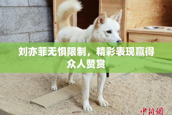 刘亦菲无惧限制，精彩表现赢得众人赞赏