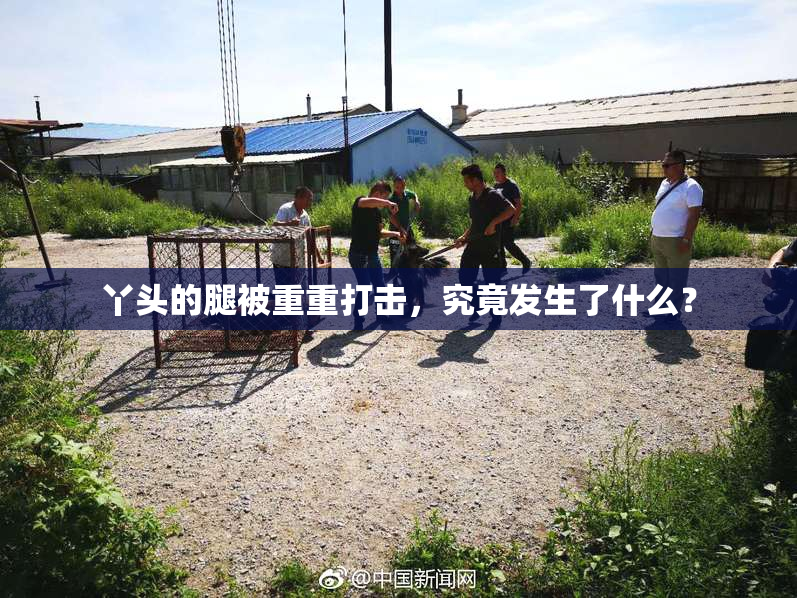 丫头的腿被重重打击，究竟发生了什么？