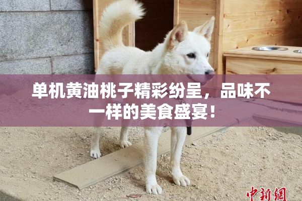 单机黄油桃子精彩纷呈，品味不一样的美食盛宴！