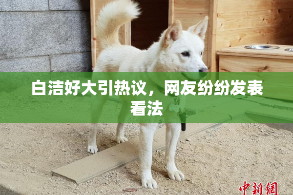 白洁好大引热议，网友纷纷发表看法