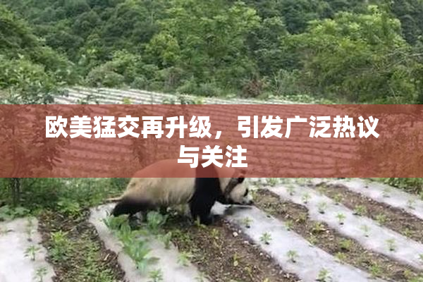 欧美猛交再升级，引发广泛热议与关注