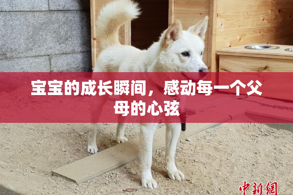 宝宝的成长瞬间，感动每一个父母的心弦