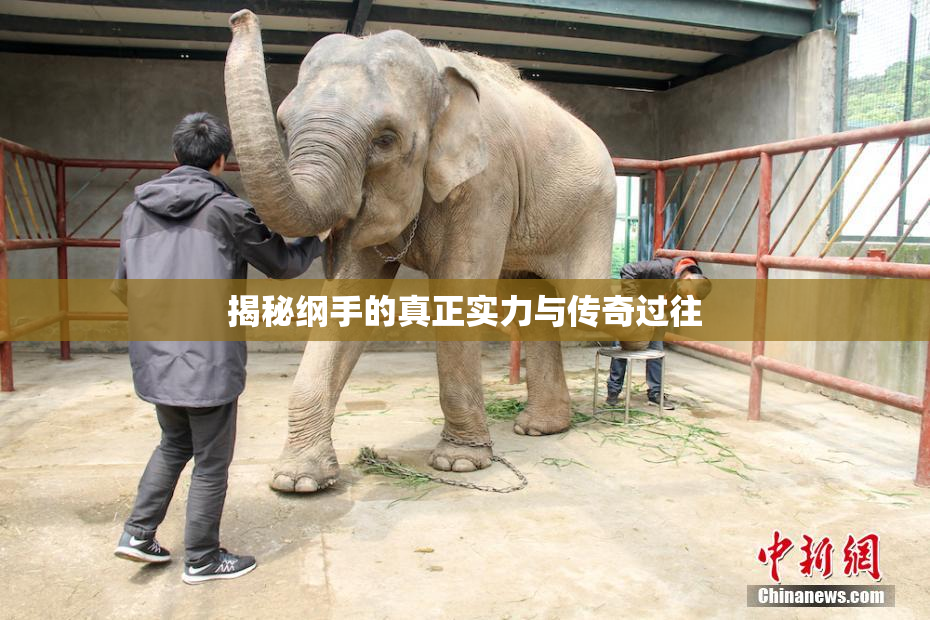 揭秘纲手的真正实力与传奇过往
