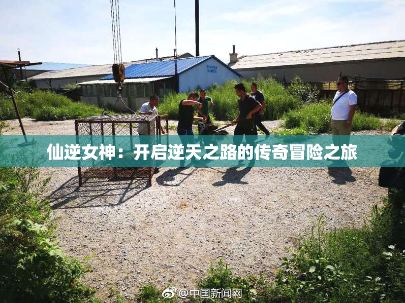 仙逆女神：开启逆天之路的传奇冒险之旅