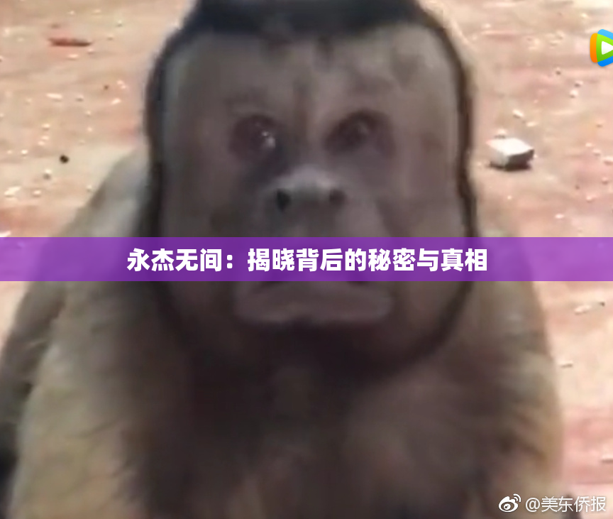 永杰无间：揭晓背后的秘密与真相