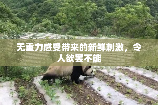 无重力感受带来的新鲜刺激，令人欲罢不能