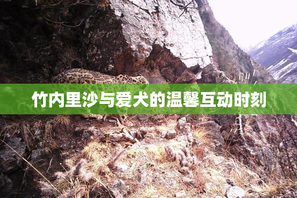 竹内里沙与爱犬的温馨互动时刻