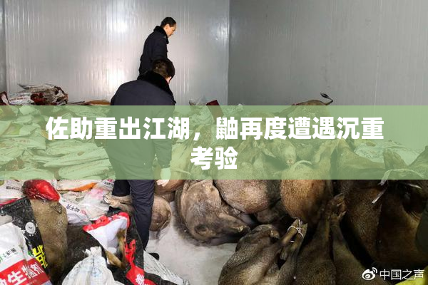 佐助重出江湖，鼬再度遭遇沉重考验