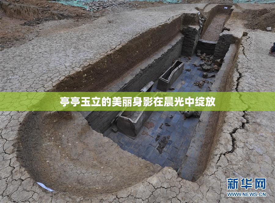 亭亭玉立的美丽身影在晨光中绽放