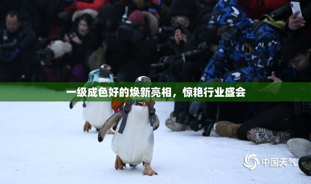 一级成色好的焕新亮相，惊艳行业盛会