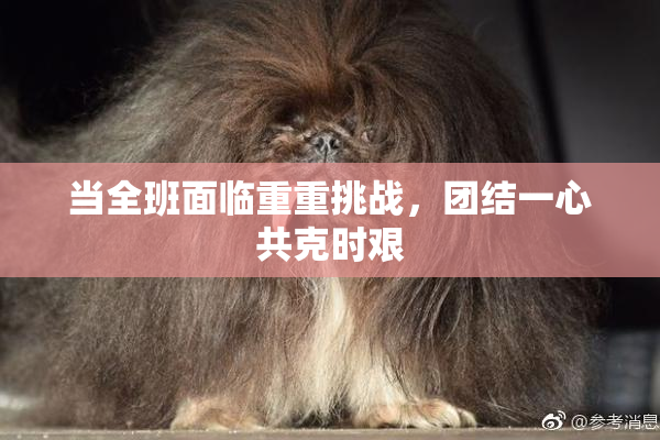 当全班面临重重挑战，团结一心共克时艰
