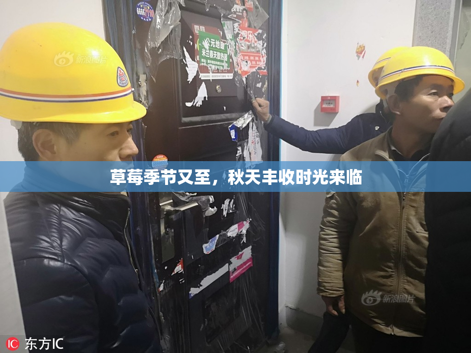 草莓季节又至，秋天丰收时光来临