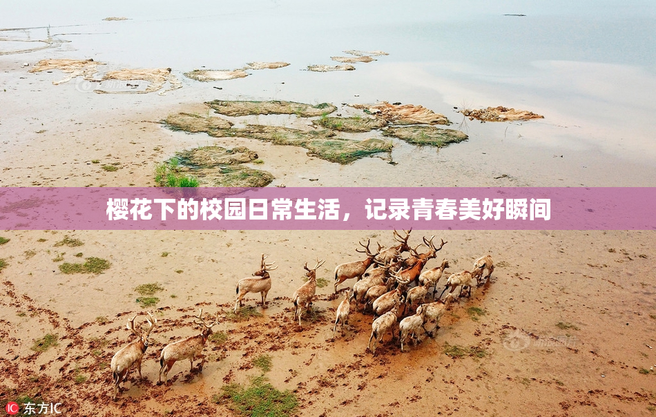 樱花下的校园日常生活，记录青春美好瞬间