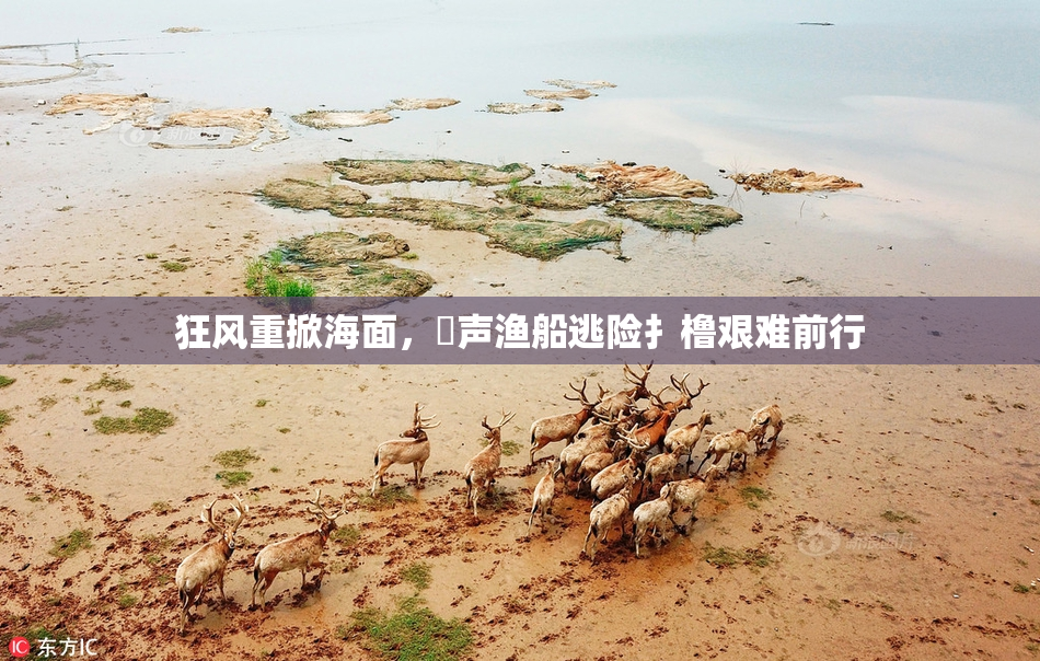 狂风重掀海面，喿声渔船逃险扌橹艰难前行