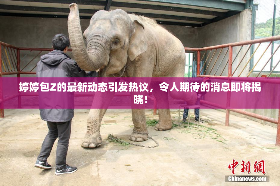婷婷包Z的最新动态引发热议，令人期待的消息即将揭晓！