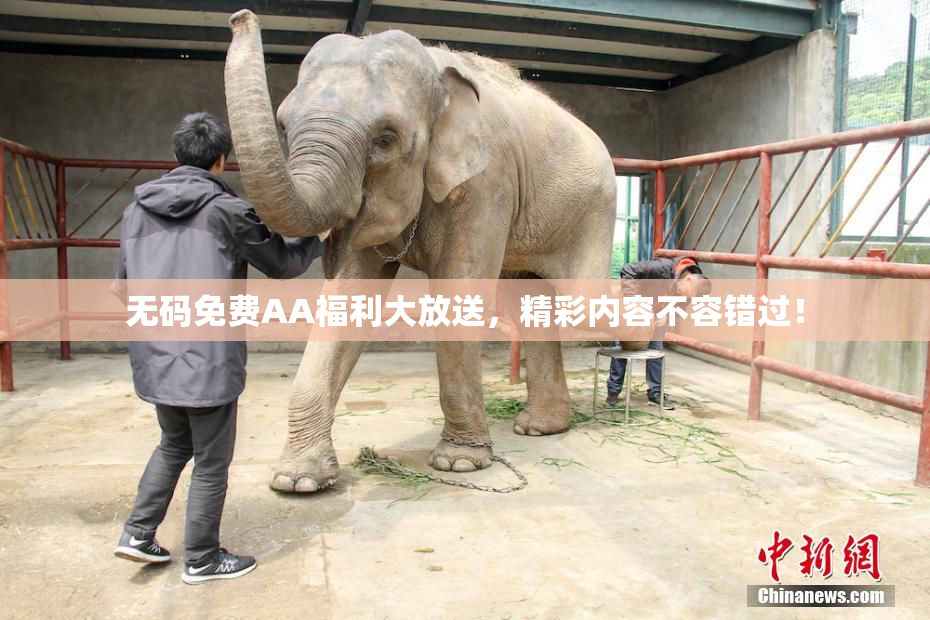 无码免费AA福利大放送，精彩内容不容错过！