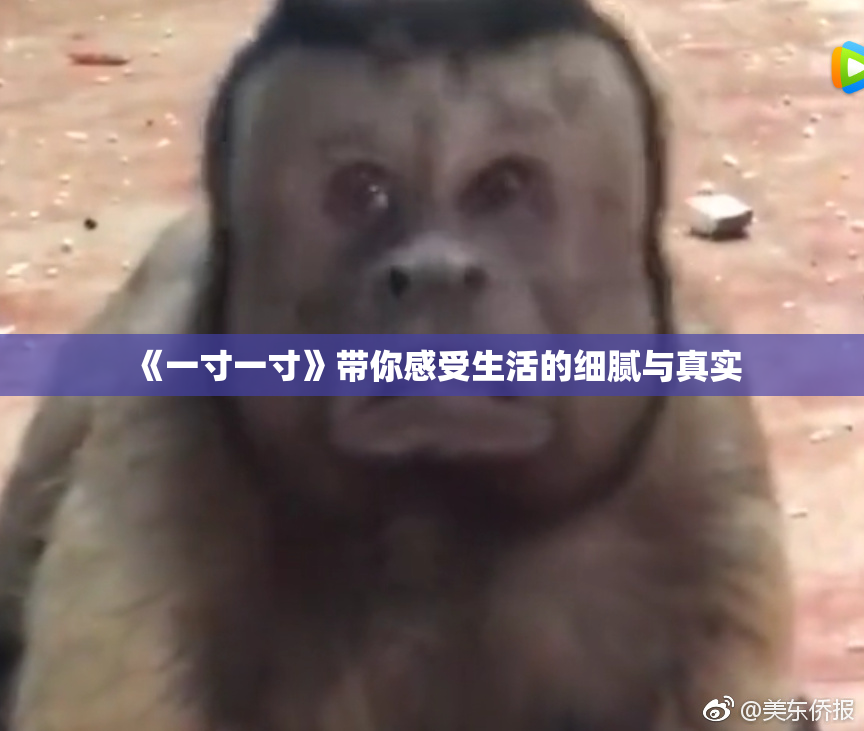 《一寸一寸》带你感受生活的细腻与真实