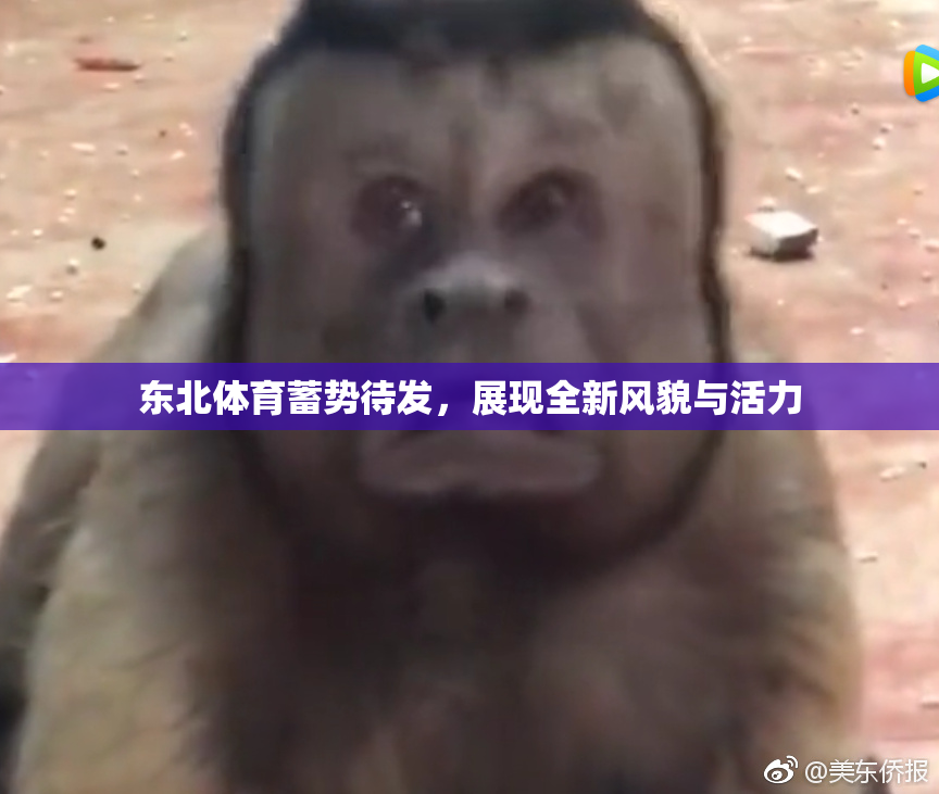 东北体育蓄势待发，展现全新风貌与活力