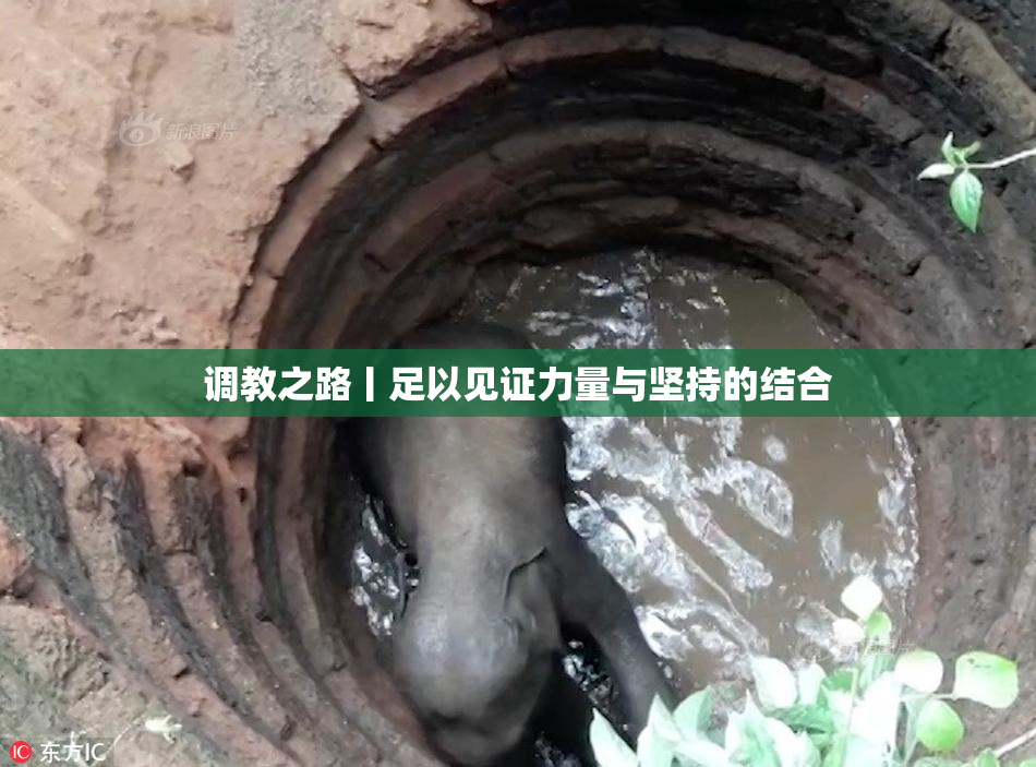 调教之路丨足以见证力量与坚持的结合